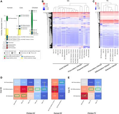 Comparative Analysis Among Different Species Reveals That the Androgen Receptor Regulates Chicken Follicle Selection Through Species-Specific Genes Related to Follicle Development